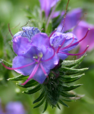 Blauer-Natternkopf-1.jpg